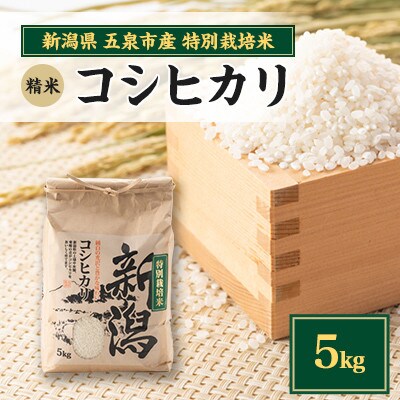 【先行受付】令和8年産新潟県五泉市産　コシヒカリ　5kg　精米　
