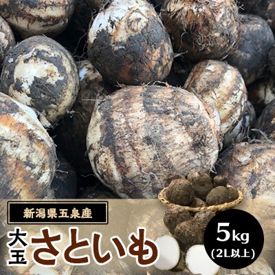 五泉産　大玉さといも 5kg(2L以上)
