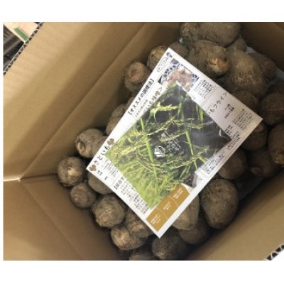 【訳アリ】五泉産　大玉さといも 3kg(2L以上)