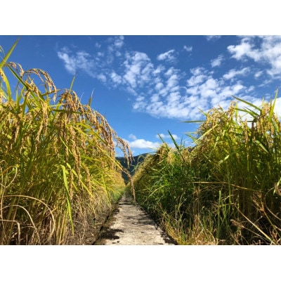 令和7年産  新潟県五泉産　新之助3kg(1kg×3袋)