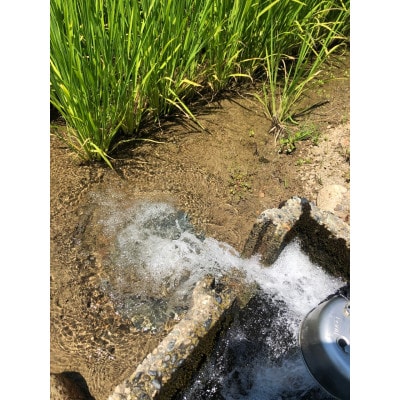 令和7年産  新潟県五泉産　新之助3kg(1kg×3袋)