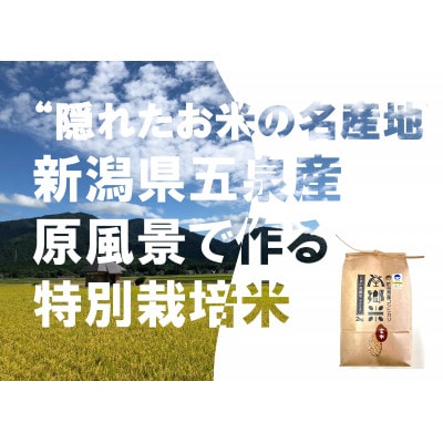 【毎月定期便】特別栽培米コシヒカリ「南郷米」玄米6kg(2kg×3袋)全6回