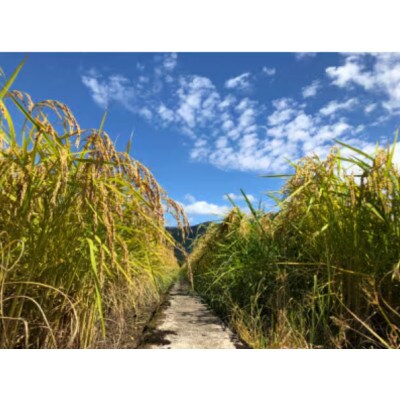 【毎月定期便】新之助 精米 6kg(2kg×3袋)全3回