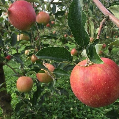南信州高森町産りんご【シナノスイート】約2kg箱