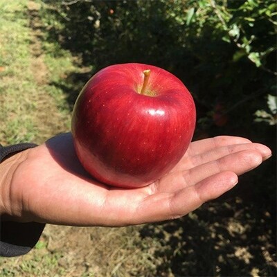 南信州高森町産りんご【シナノスイート】約2kg箱