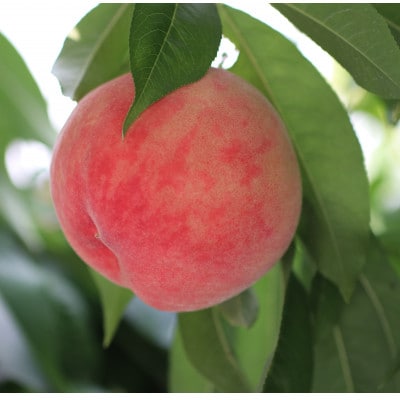 【長野県産】桃(あかつき) 約3kg 秀品〈2026年07中旬～08中旬発送〉