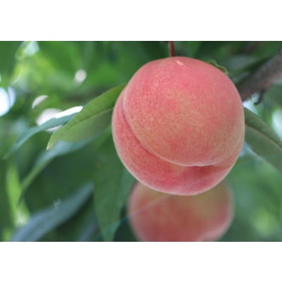 【長野県産】桃(あかつき) 約3kg 秀品〈2026年07中旬～08中旬発送〉