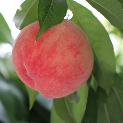 【長野県産】桃(あかつき) 約5kg 秀品〈2026年07中旬～08中旬発送〉