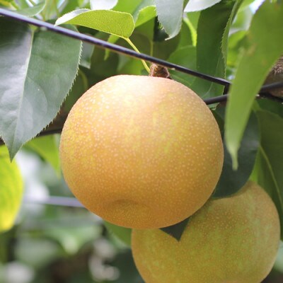 【長野県産】シャリっと瑞々しい梨(幸水・豊水)約3kg 秀品〈2026年8月下旬～9月中旬発送〉