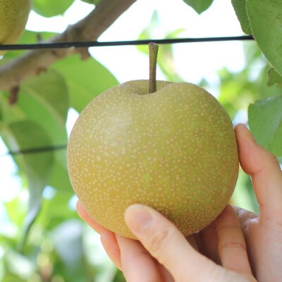 【長野県産】シャリっと瑞々しい梨(幸水・豊水)約5kg 秀品〈2026年8月下旬～9月中旬発送〉