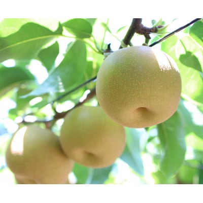 【長野県産】シャリっと瑞々しい梨(幸水・豊水)約5kg 秀品〈2026年8月下旬～9月中旬発送〉