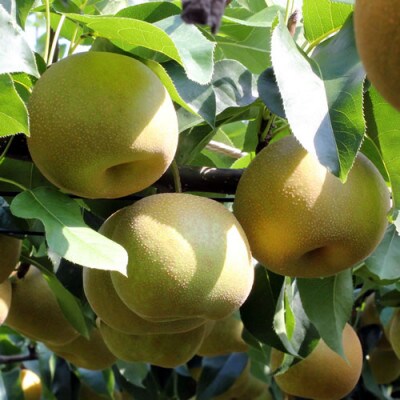 【長野県産】シャリっと瑞々しい梨(幸水・豊水)約10kg 秀品〈2026年8月下旬～9月中旬発送〉