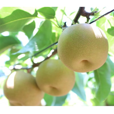 【長野県産】シャリっと瑞々しい梨(幸水・豊水)約10kg 秀品〈2026年8月下旬～9月中旬発送〉