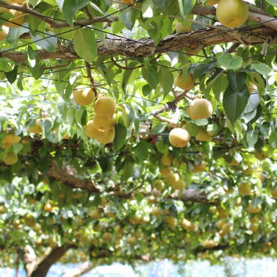 【長野県産】シャリっと瑞々しい梨(幸水・豊水)約10kg 秀品〈2026年8月下旬～9月中旬発送〉