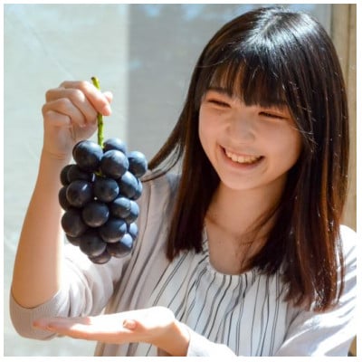 【贈答用】みなみ信州　ナガノパープル　1kg以上入り(2～3房)