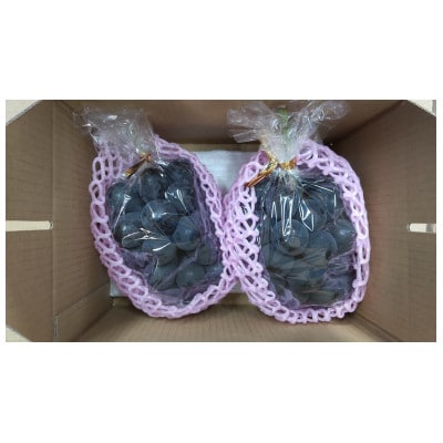 【贈答用】みなみ信州　ナガノパープル　1kg以上入り(2～3房)