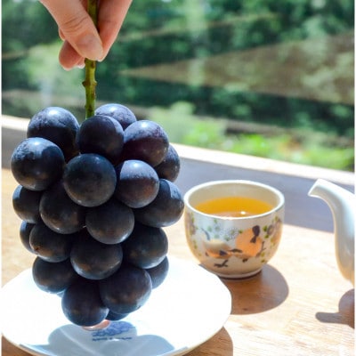 【令和8年度先行受付】 わけあり　ナガノパープル 2kg