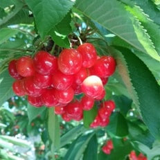 南信州高森産　さくらんぼ(紅秀峰)2L玉　400g