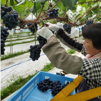 【贈答用ハウス栽培】こだわりのナガノパープル　1kg(2～3房)　2024年8月上旬配送開始