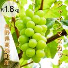 ジューシーなシャインマスカット 約1.8kg<9月中旬より発送>