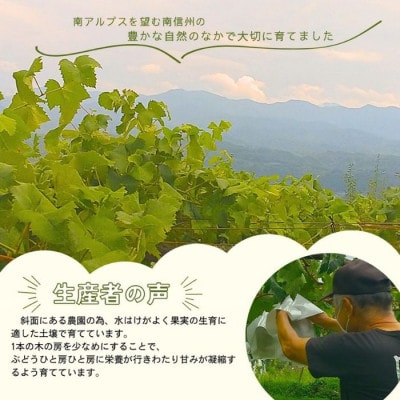 クイーンルージュ(R)約1.8kg(3～4房)【9月中旬より順次発送】