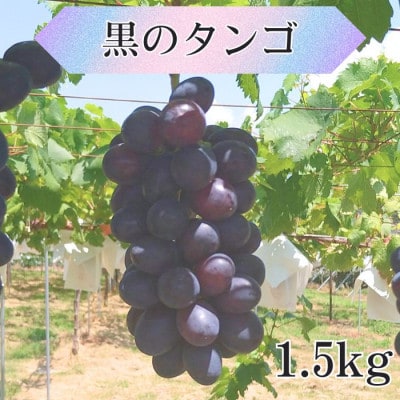 黒のタンゴ 1.5kg