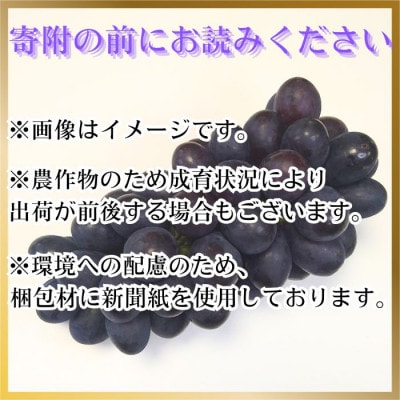 黒のタンゴ 1.5kg