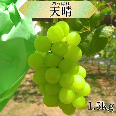 天晴 1.5kg
