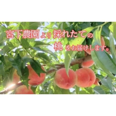 【南信州高森産】旬の桃 あかつき2kg 「2025年7月下旬より順次発送」