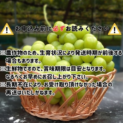 【南信州高森産】シャインマスカット1.2kg<2025年9月中旬より発送>
