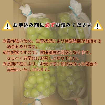 【南信州高森産】シャインマスカット　4房