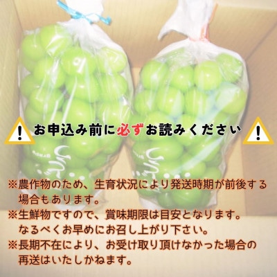 【南信州高森産】シャインマスカット　2房