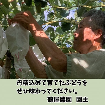 【南信州高森産】希少ぶどう 富士の輝　2房
