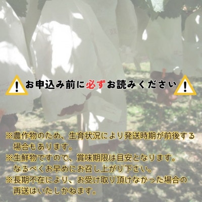 【南信州高森産】希少ぶどう 富士の輝　2房