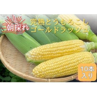 完熟とうもろこし(ゴールドラッシュ)10本〈7月中旬より順次発送〉