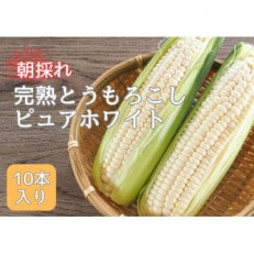 【南信州高森産】朝採れ完熟とうもろこし(ピュアホワイト)10本