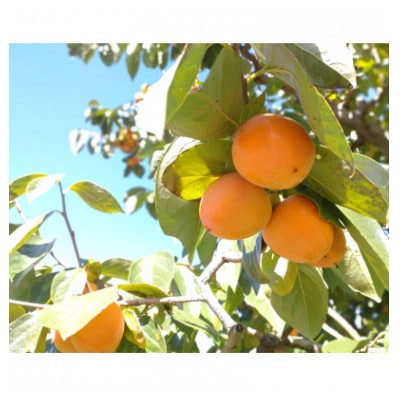 【南信州高森産】袋入り市田柿(L～2Lサイズ)　400g×3袋