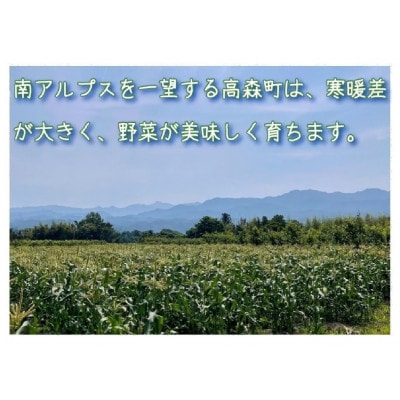 【南信州高森産】朝採れ完熟とうもろこし(ピュアホワイト・ゴールドラッシュ) 計10本