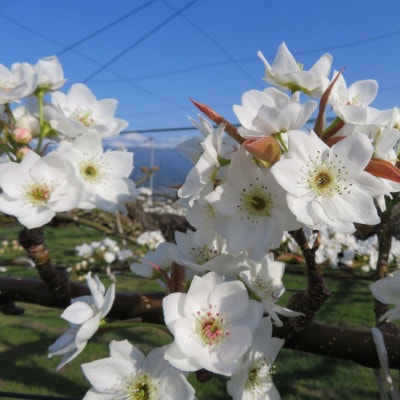【南信州産】南水梨5kg　12～14玉入り