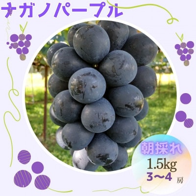 【数量限定】朝採れ厳選ナガノパープル　1.5kg(3～4房)