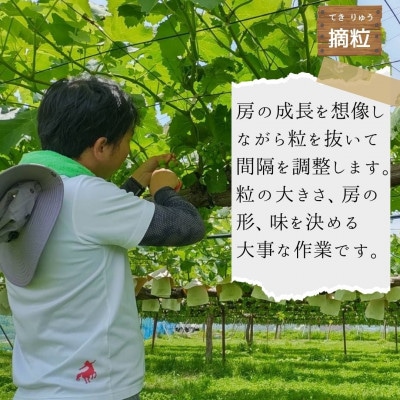 【数量限定】朝採れ厳選ナガノパープル　1.5kg(3～4房)