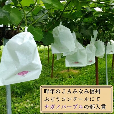 【数量限定】朝採れ厳選ナガノパープル　1.5kg(3～4房)