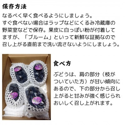 【数量限定】朝採れ厳選ナガノパープル　1.5kg(3～4房)