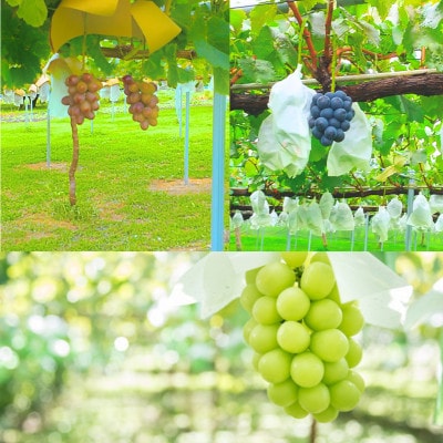 太陽サンサン ぶどう3色セット 各1房<9月上旬より発送>
