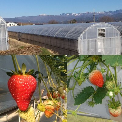 【数量限定】いちご(紅ほっぺ or 章姫) デラックスサイズ 400g以上