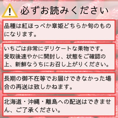 【数量限定】いちご(紅ほっぺ or 章姫) デラックスサイズ 400g以上
