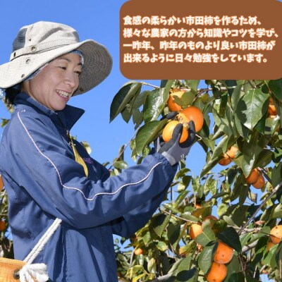 きのした農園の市田柿 830g<2024年12月中旬より発送>