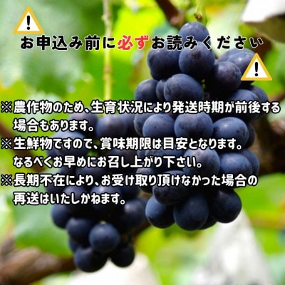 【南信州高森産】ナガノパープル 約1kg(1房～3房)〈2025年8月中旬より発送〉