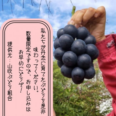 【南信州高森産】ナガノパープル 約1kg(1房～3房)〈2025年8月中旬より発送〉