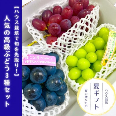 【先行受付・数量限定】 高級ぶどう3種セット(各1房) ー2025年7月中旬より発送
